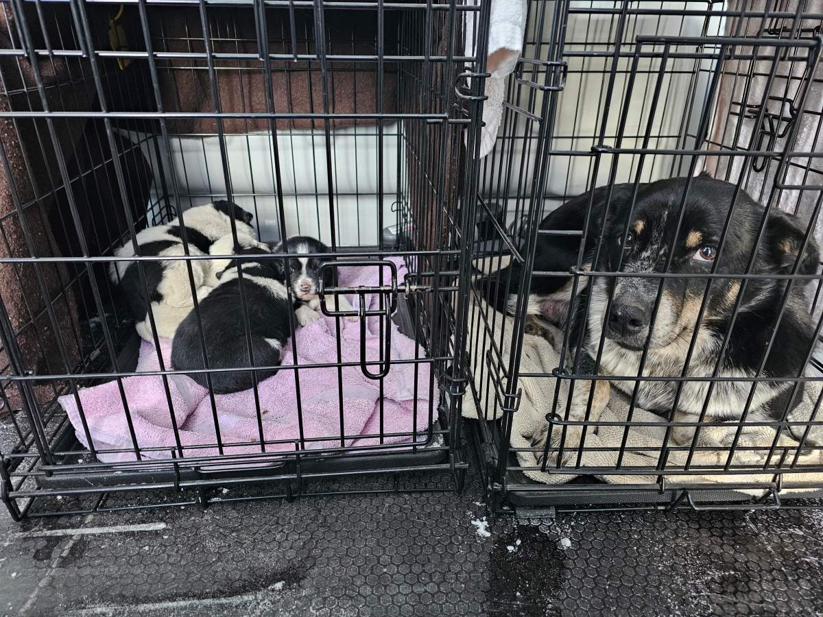 One of the dogs and puppies seized from a rural property near Drayton Valley in Brazeau County in November 2024.