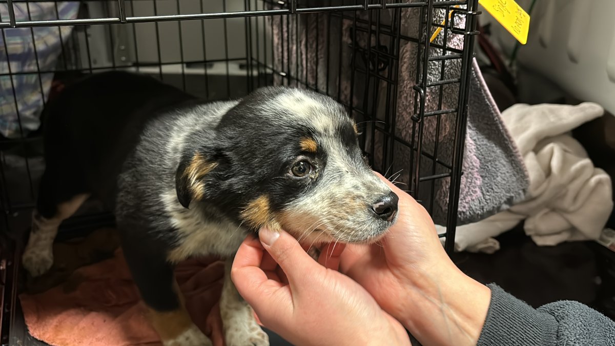 One of the puppies seized from a rural property near Drayton Valley in Brazeau County in November 2024.