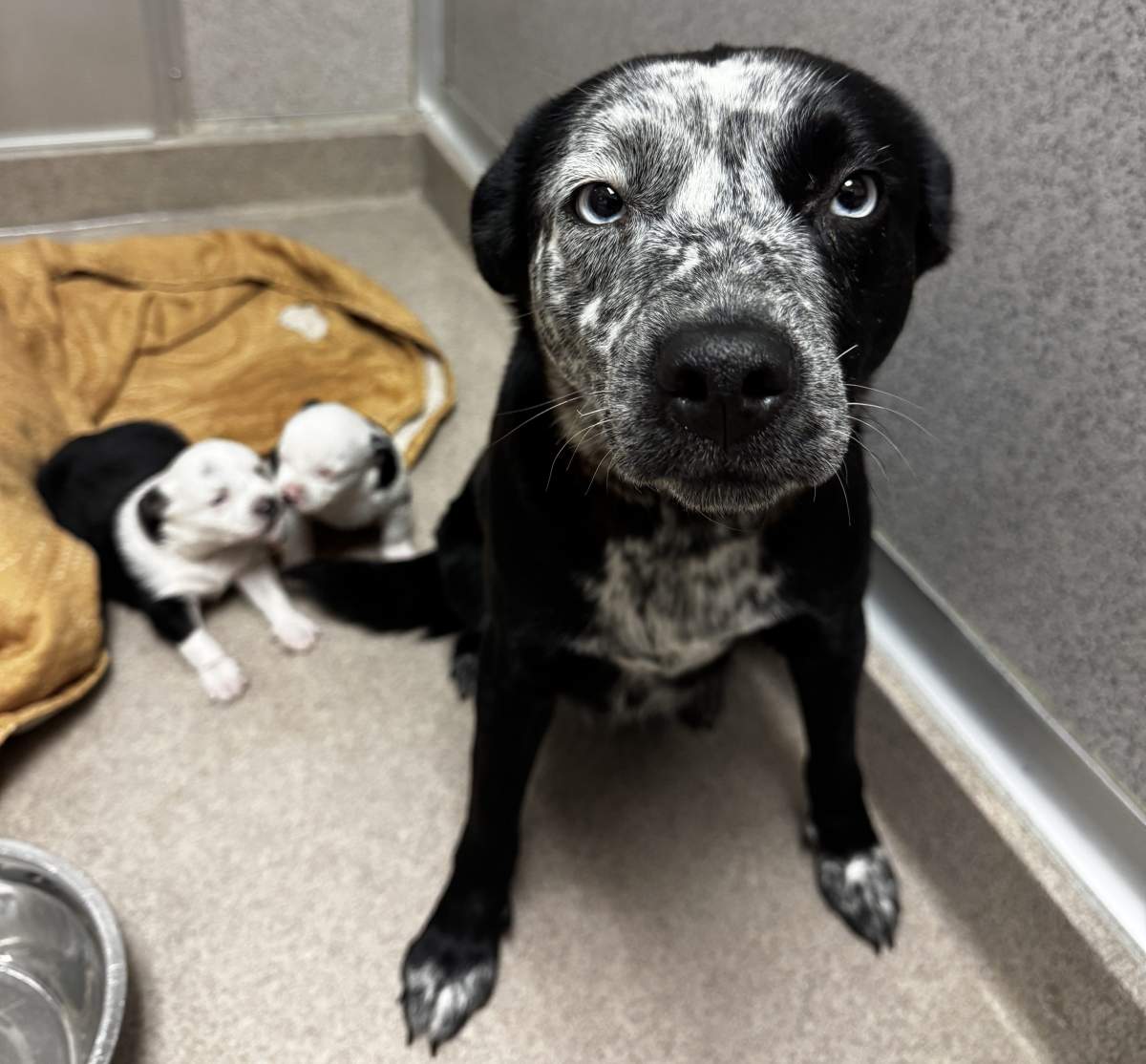 One of the dogs and puppies seized from a rural property near Drayton Valley in Brazeau County in November 2024.