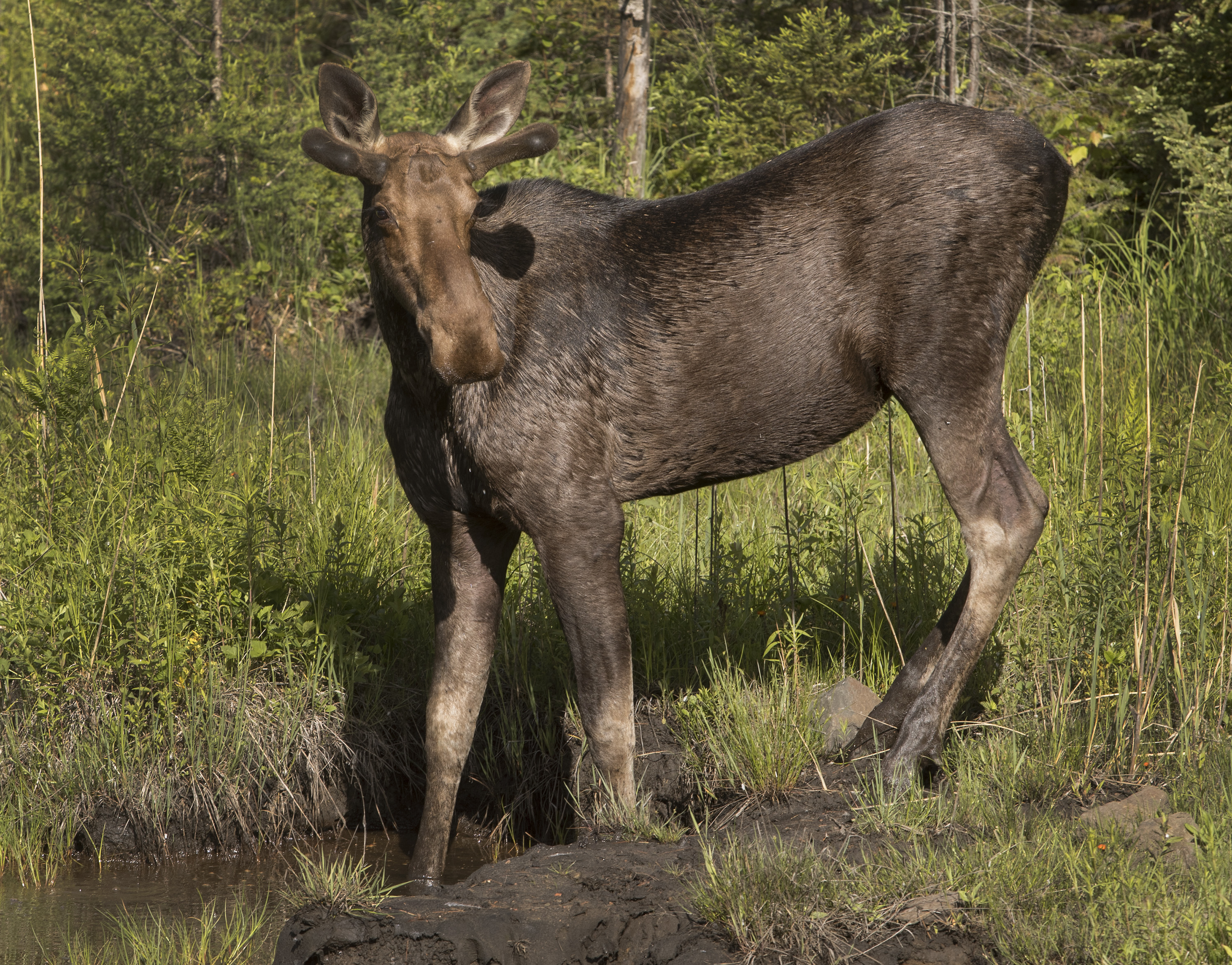 Men convicted after moose shot from motorboat in northern Ontario