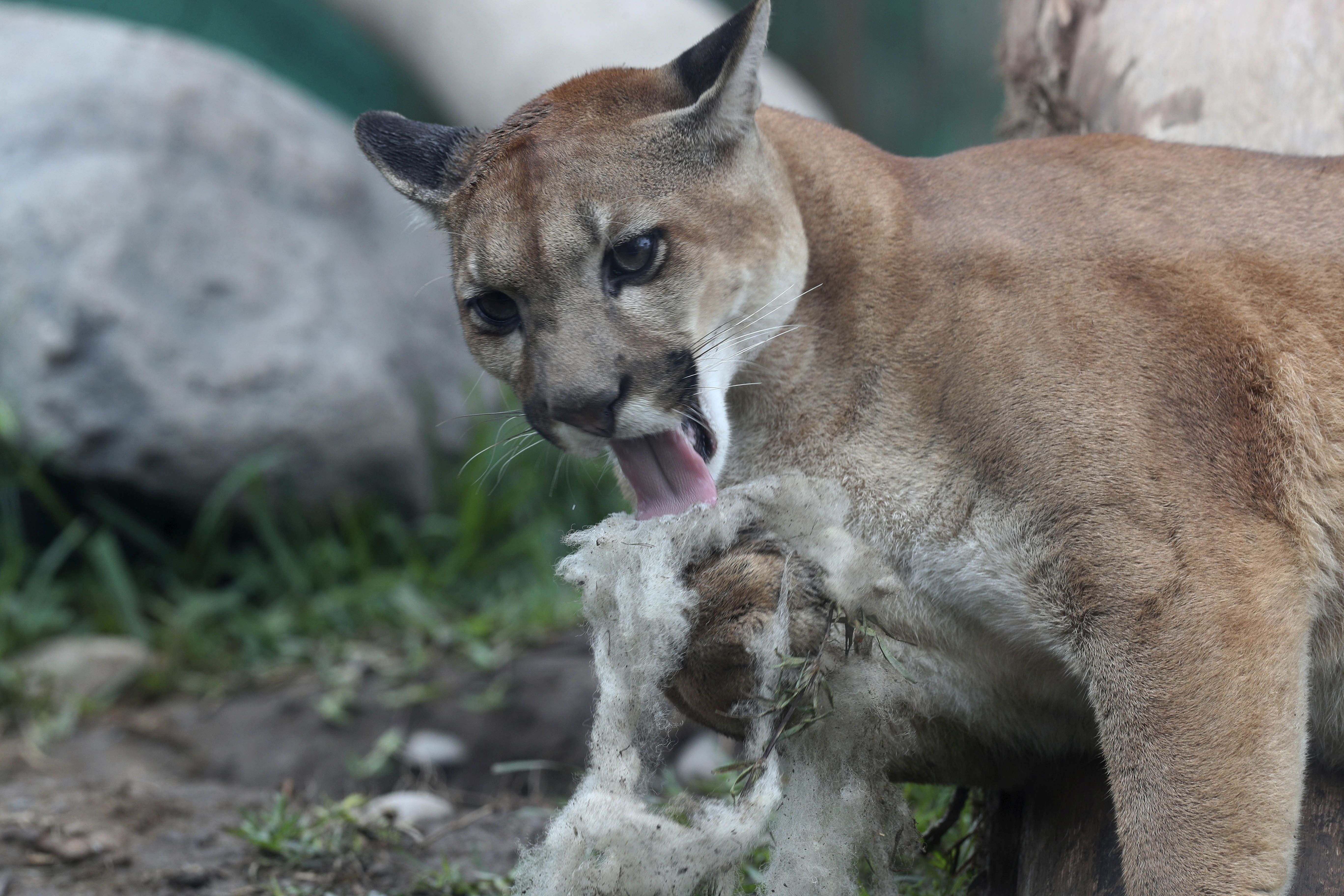 Alberta government expands cougar hunting areas, quotas