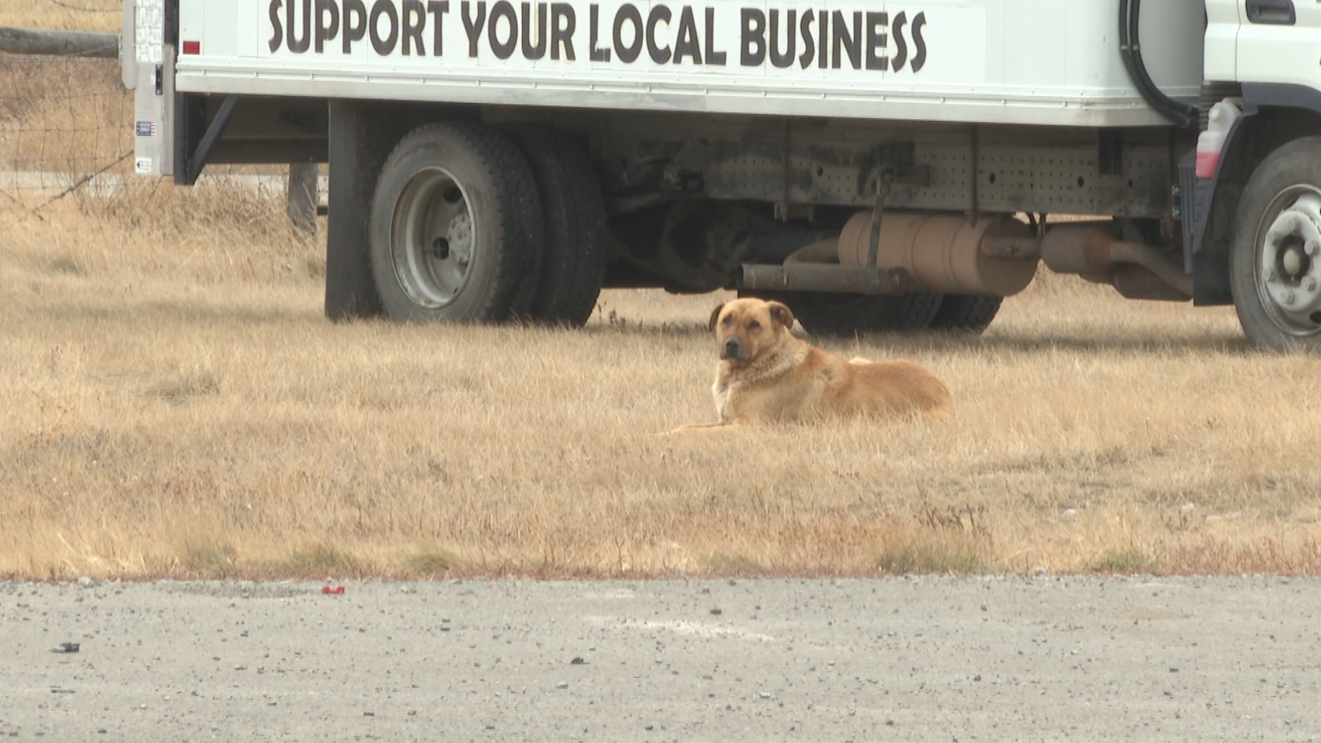 Blood Tribe members express concern about stray dogs in their community - Lethbridge |