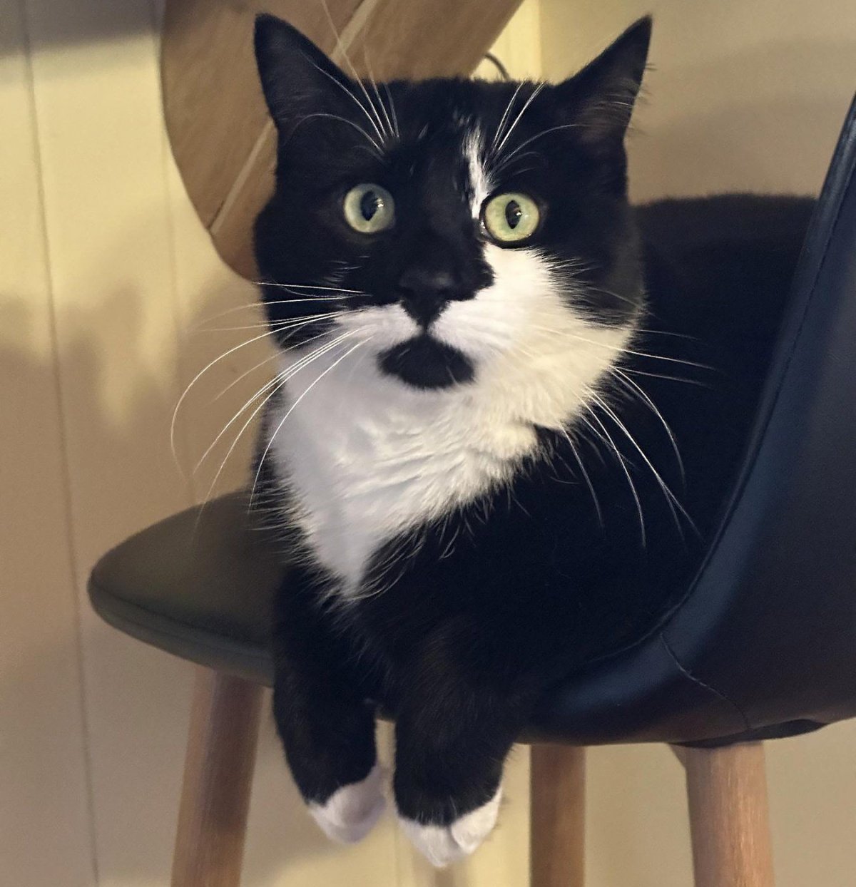 Felix, a four-year-old black and white tabby shown in this recent handout image, survived more than 100 days in the wilderness after a ferocious wildfire forced the evacuation of Jasper, Alta.