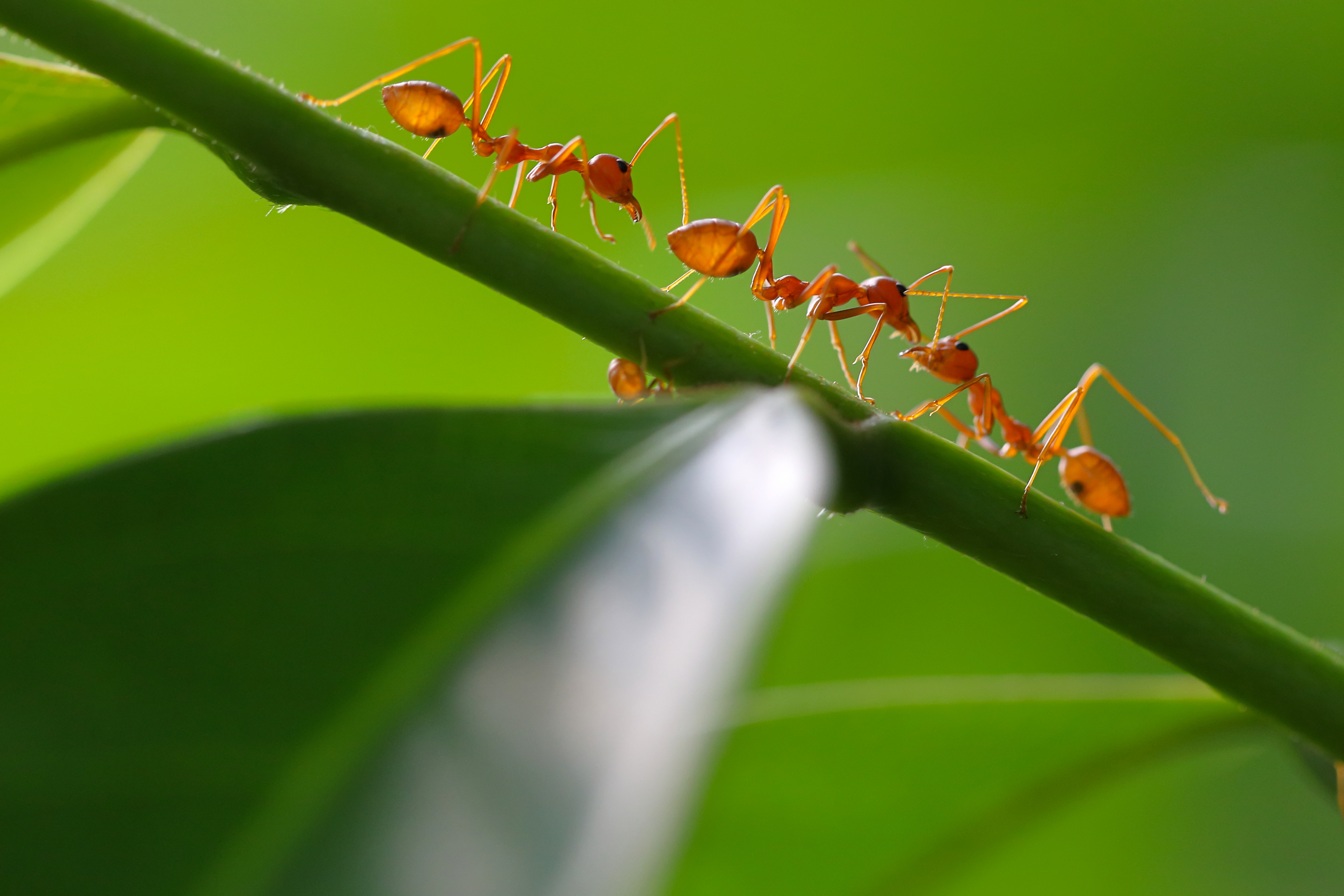 Superbugs are on the rise — could ants be our secret weapon?​