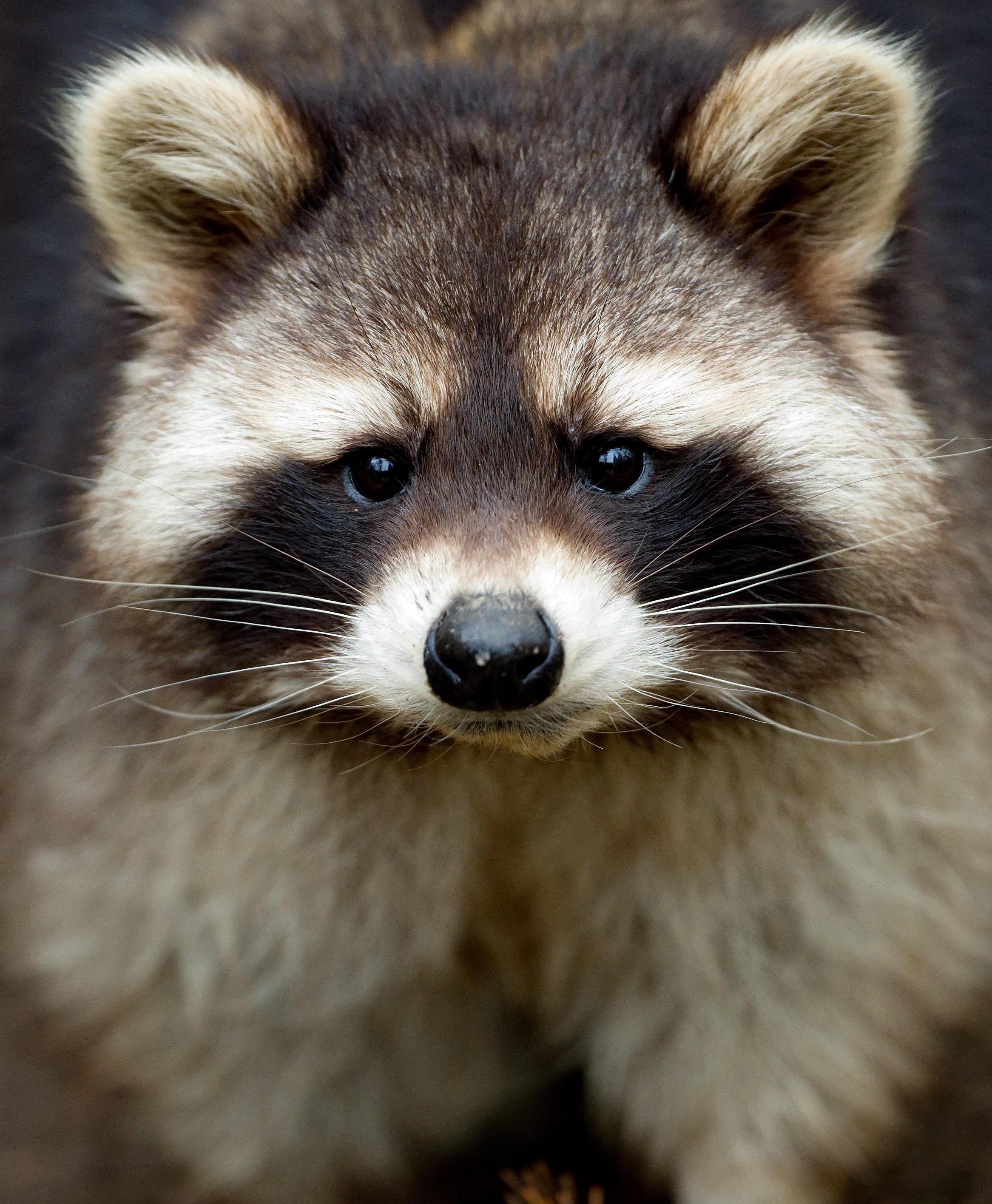 Pet racoon seized during raid of alleged drug dealer’s tent: Hamilton police