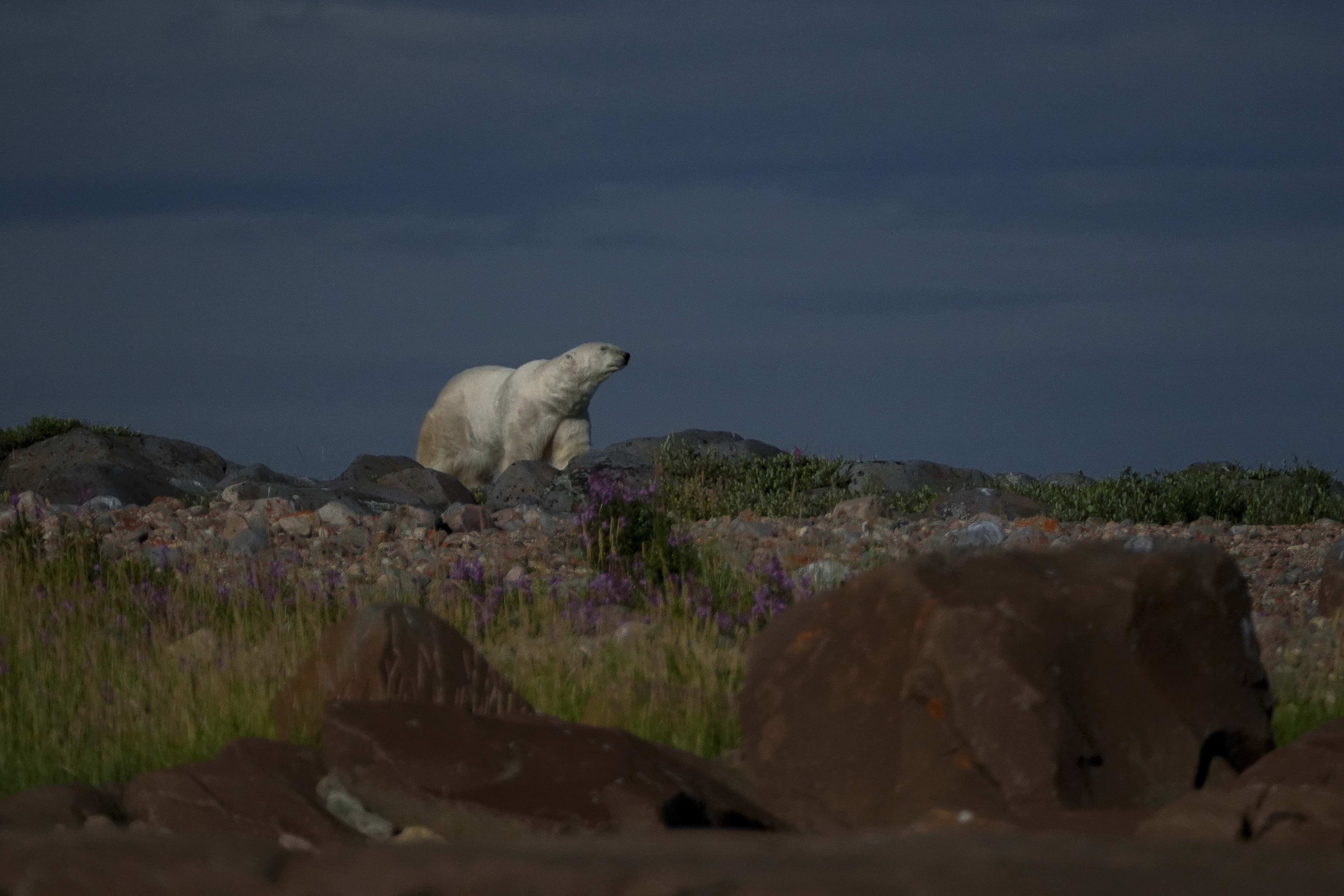 Ontario man jumps on polar bear, hurt while defending wife from attack