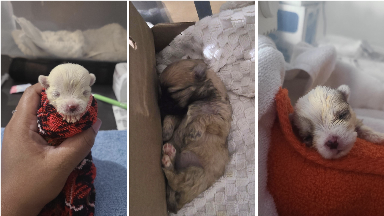 ‘Race against time’: Orphaned newborn puppies get help from Ontario community