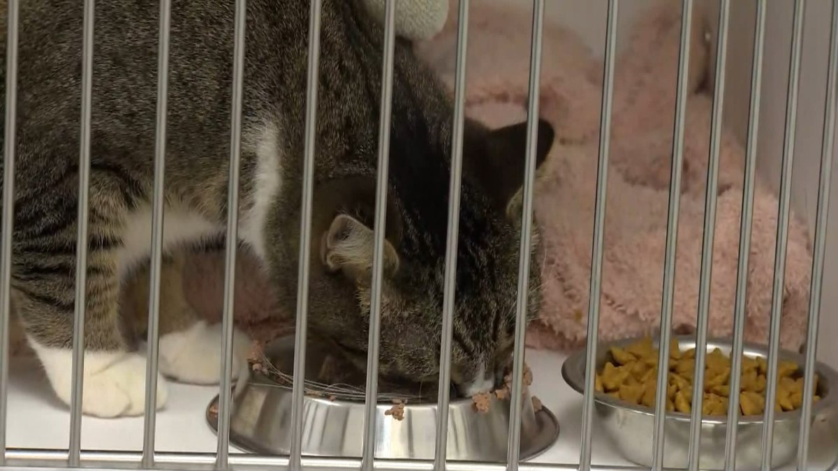 The Calgary Humane Society is making a plea for support from the public in helping care for 110 cats recently surrendered to the organization in what it's calling one of the largest surrenders in recent history.