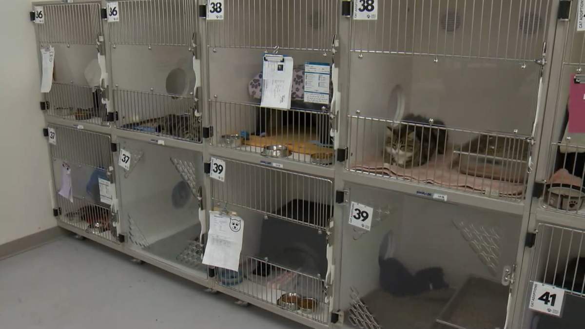 The Calgary Humane Society says after taking in 110 more cats, added to the 300 already in it's care, their facility is 'bursting at the seams'.