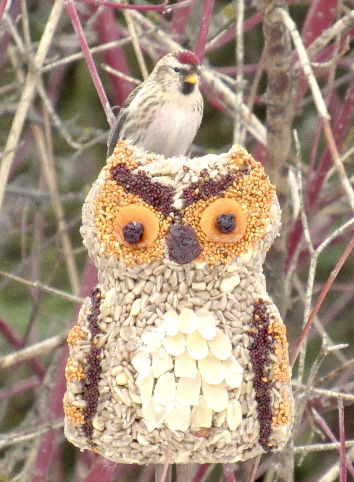 A bird munches on owl-shaped bird feed.