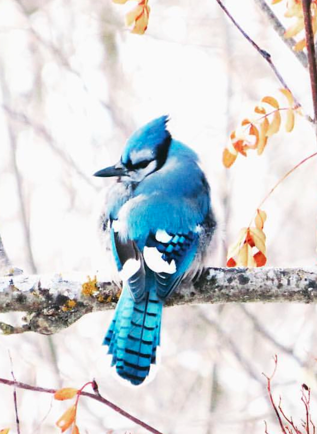 A Bluejay perches on a branch.