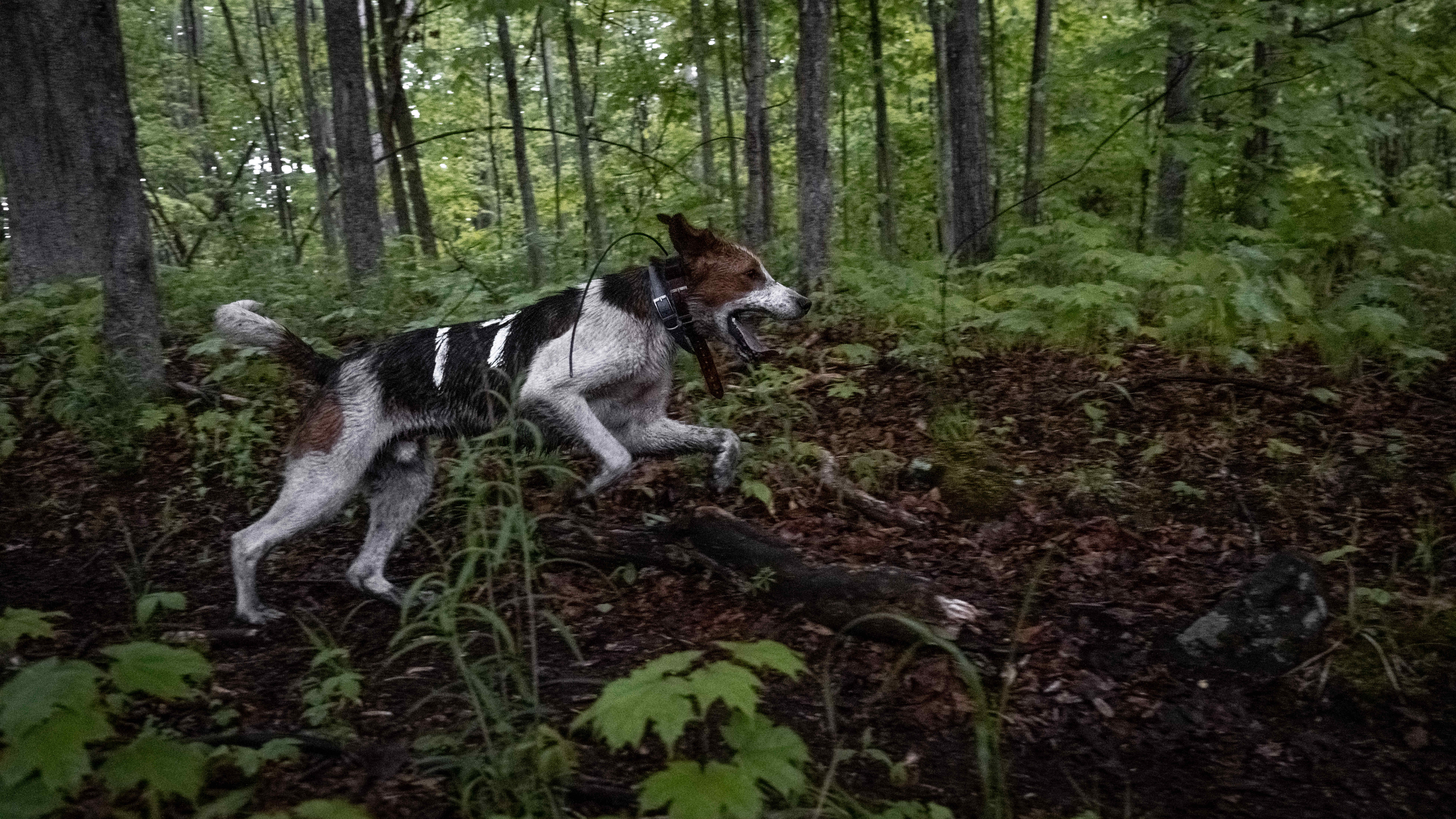 Niche dog sport divided Ford’s caucus as expansion plan killed, then resurrected