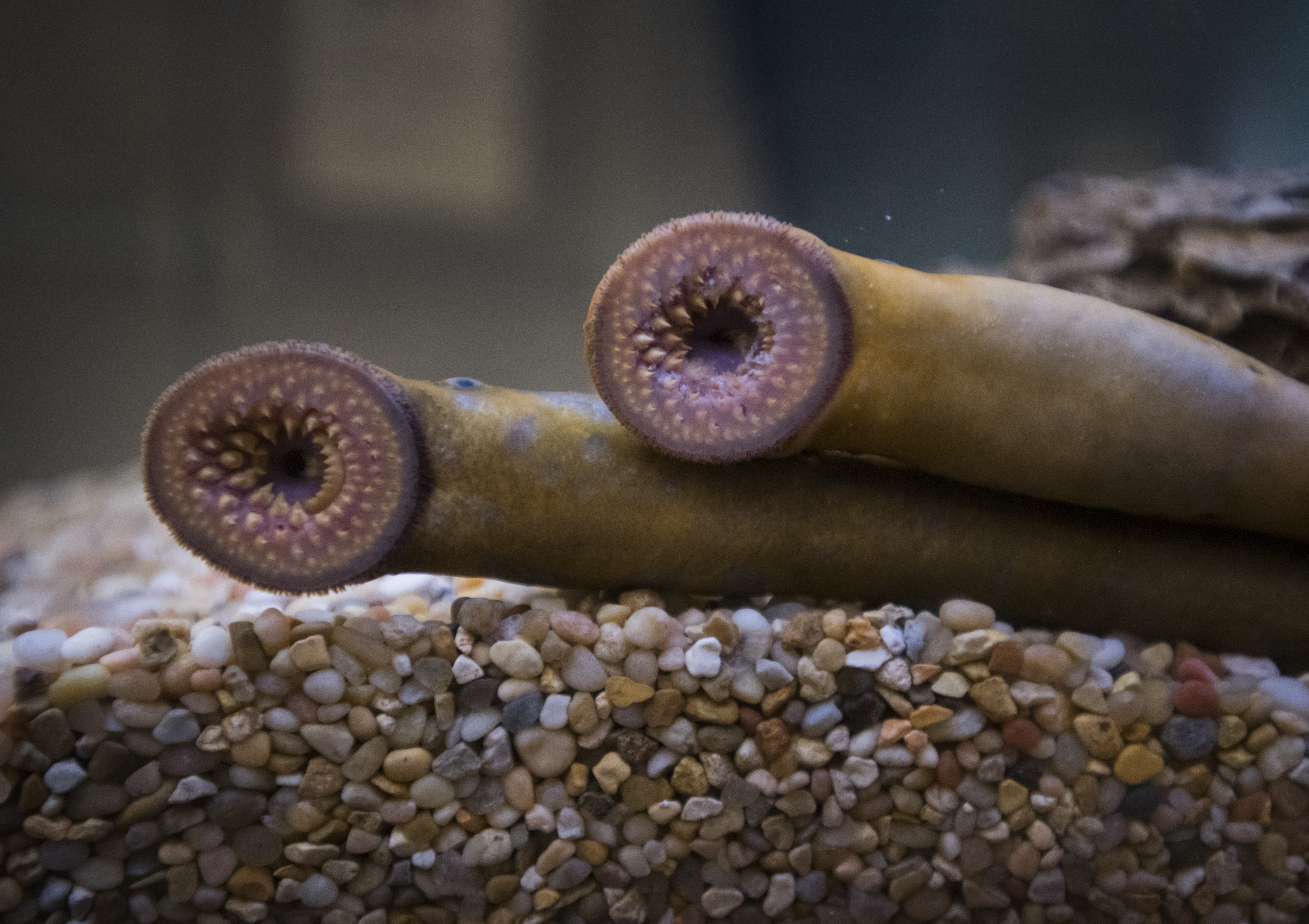 Най накрая се предприемат срещу агресивен инвазивен вид който нараства