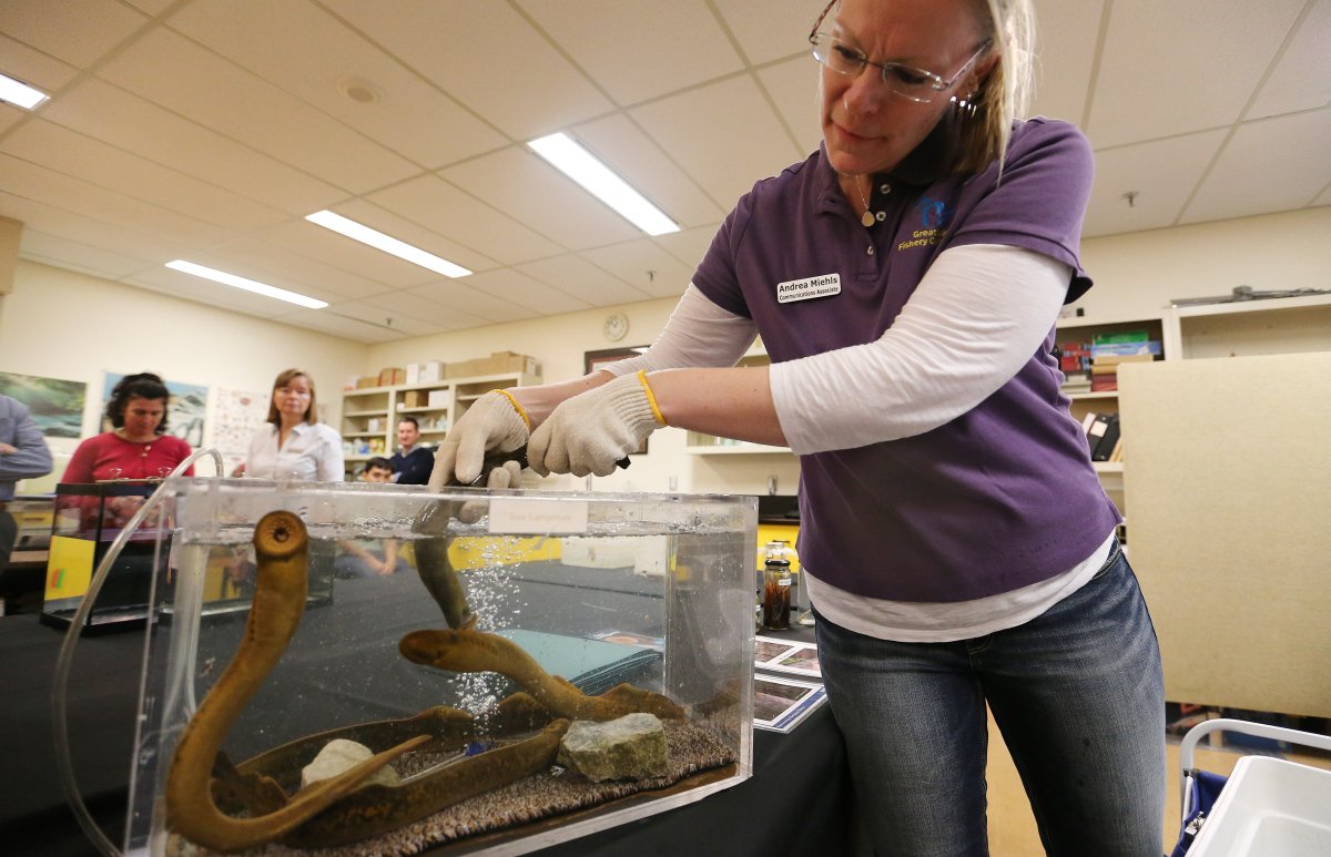 Andrea Miehis from the Great Lakes Fishery Commission moves Sea Lampreys to a holding tank.