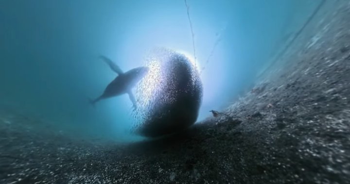 Underwater camera captures humpback whale feeding on bait ball off B.C. coast