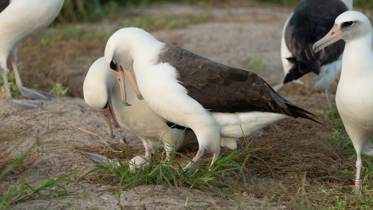 Wisdom the albatross and her mate examine their egg.