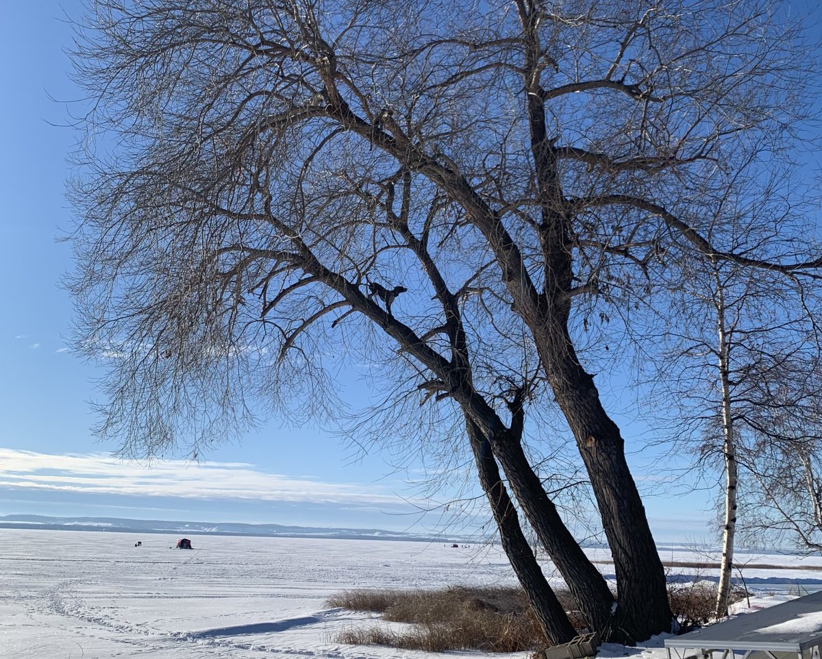 Sasha Marks dog Tigger after she climbed up a 50-foot tree at Wabamun Lake.