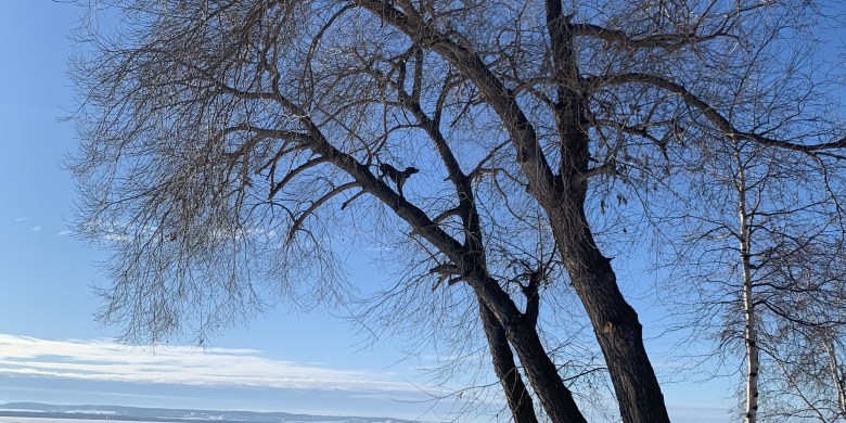 Squirrel-chasing dog defies gravity with 50-foot tree climb in Alberta