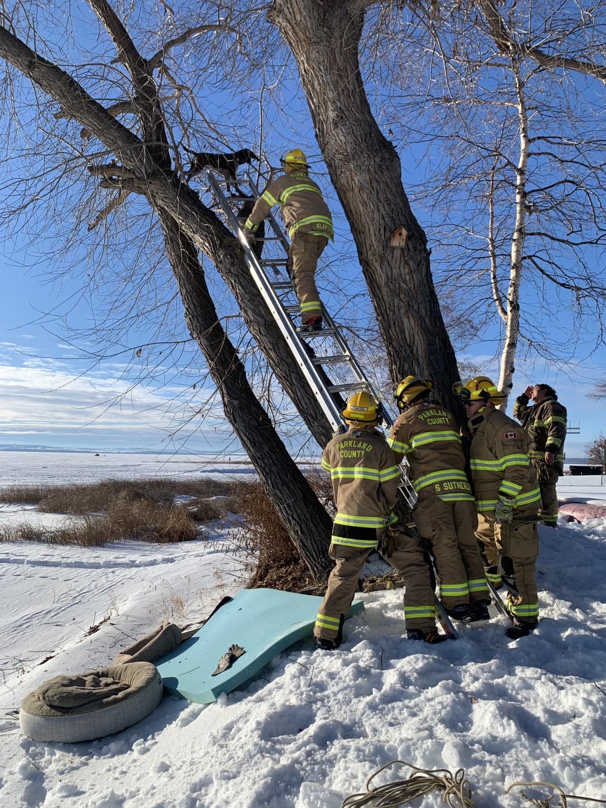 Tigger being rescued from the tree by local firefighters after she climbed all the way up.