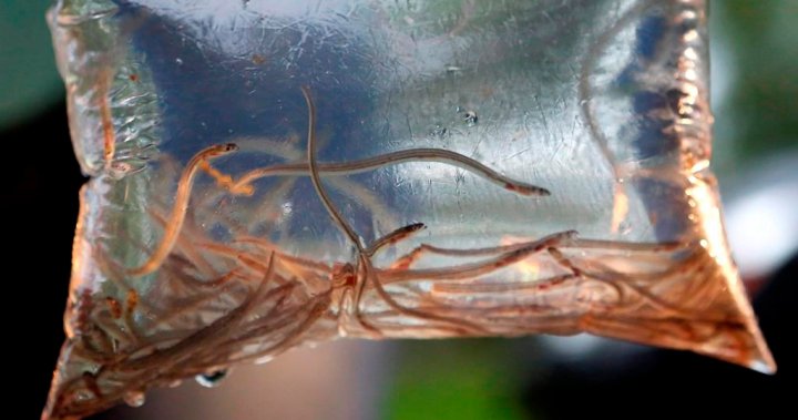 Ottawa delays meetings on elver fishery quota changes amid criticism