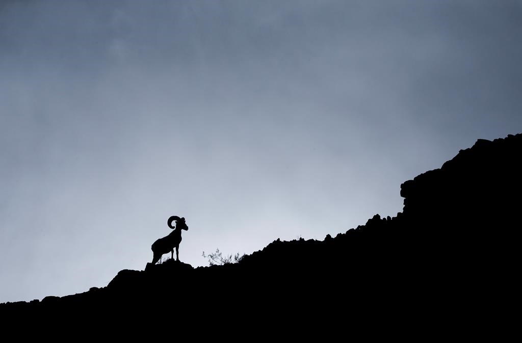 Alberta holds auction, bidder offers US$400K to hunt 1 bighorn sheep