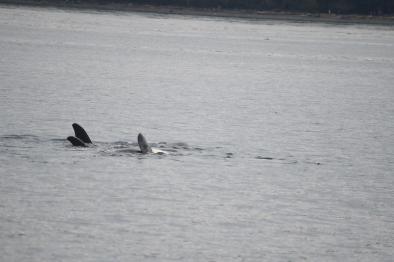 J-35 is seen here carrying her dead calf with her.