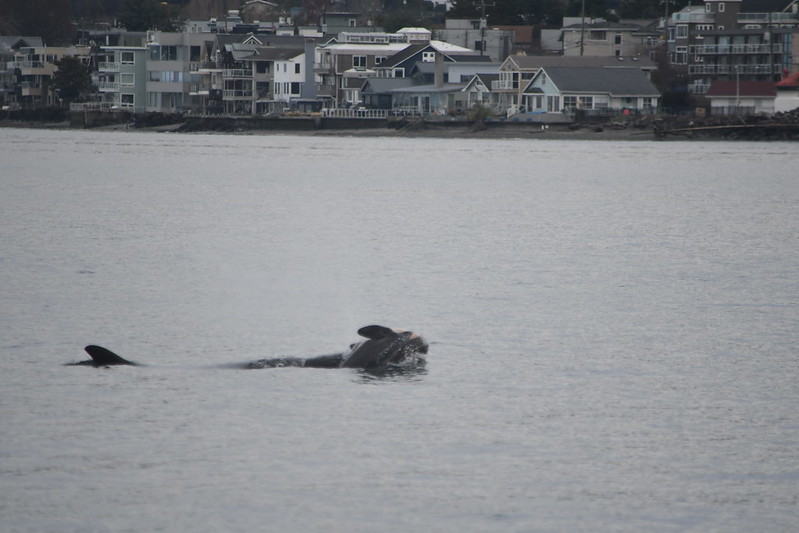 J-35 is seen here carrying her dead calf with her.