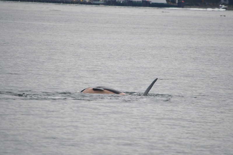 J-35 is seen here carrying her dead calf with her.