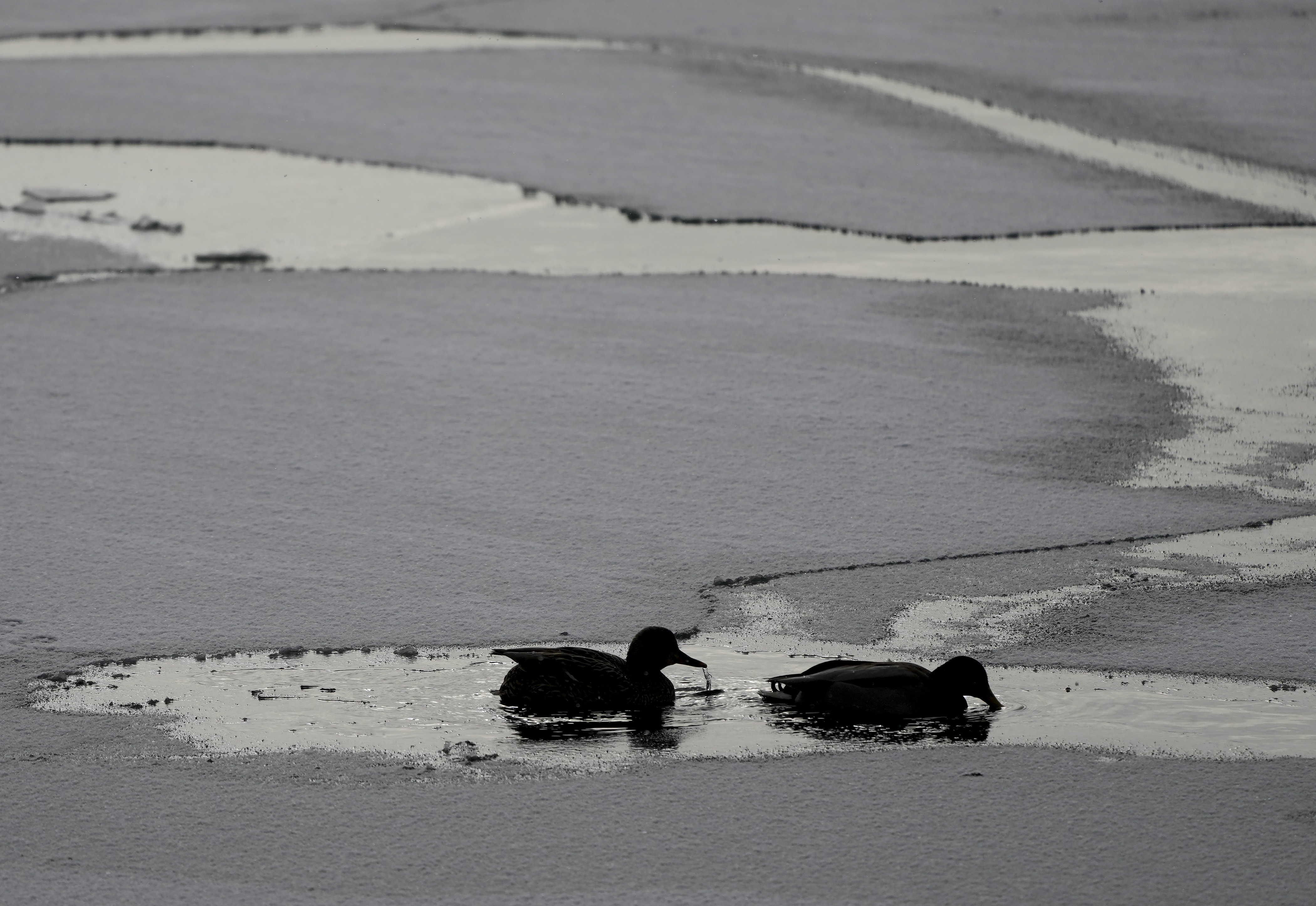 Man dead after falling through thin ice near Toronto Island, warning issued