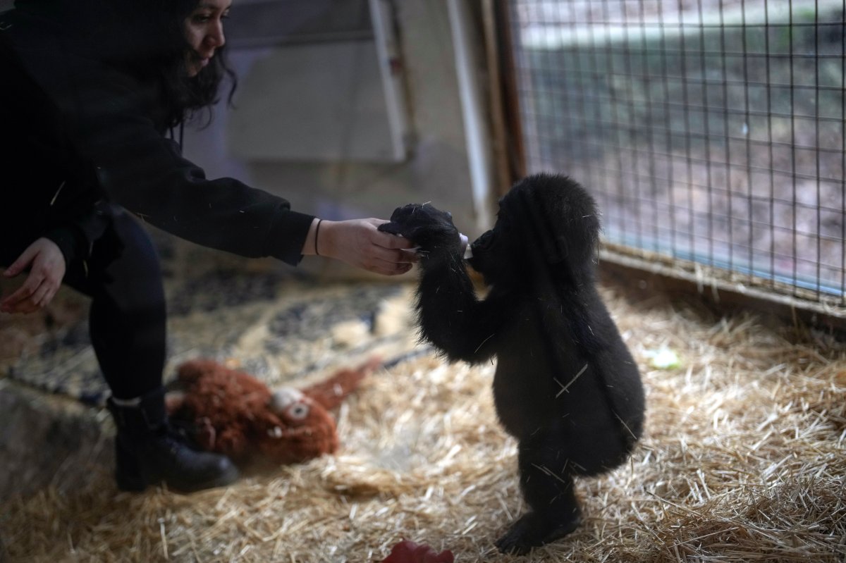 Zeytin, a 5-month-old male gorilla infant who was rescued at Istanbul Airport, reacts with a keeper, in a specially created section of a zoo, in Istanbul, Turkey, Sunday, Jan. 12, 2025.