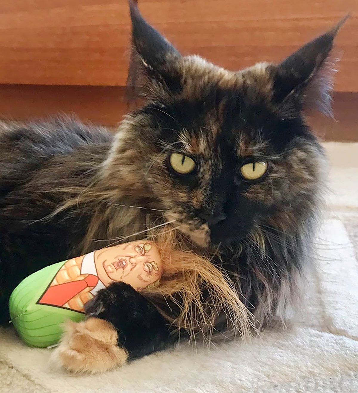 In this photo provided by Margo Neas, her cat, Mittens, plays with a Donald trump toy in Melbourne, Australia, on Jan. 7, 2019.