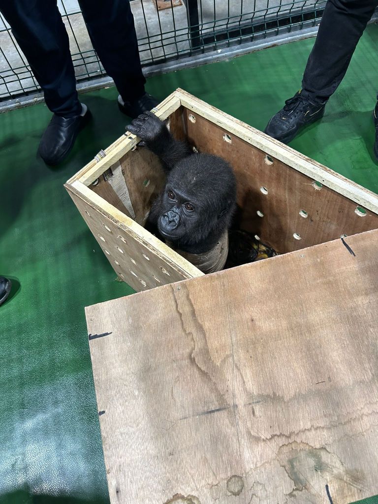 An endangered baby gorilla, found by Turkish Ministry of Trade Customs Enforcement teams at Istanbul Airport is seen in a box in Istanbul, Turkey on December 22, 2024.