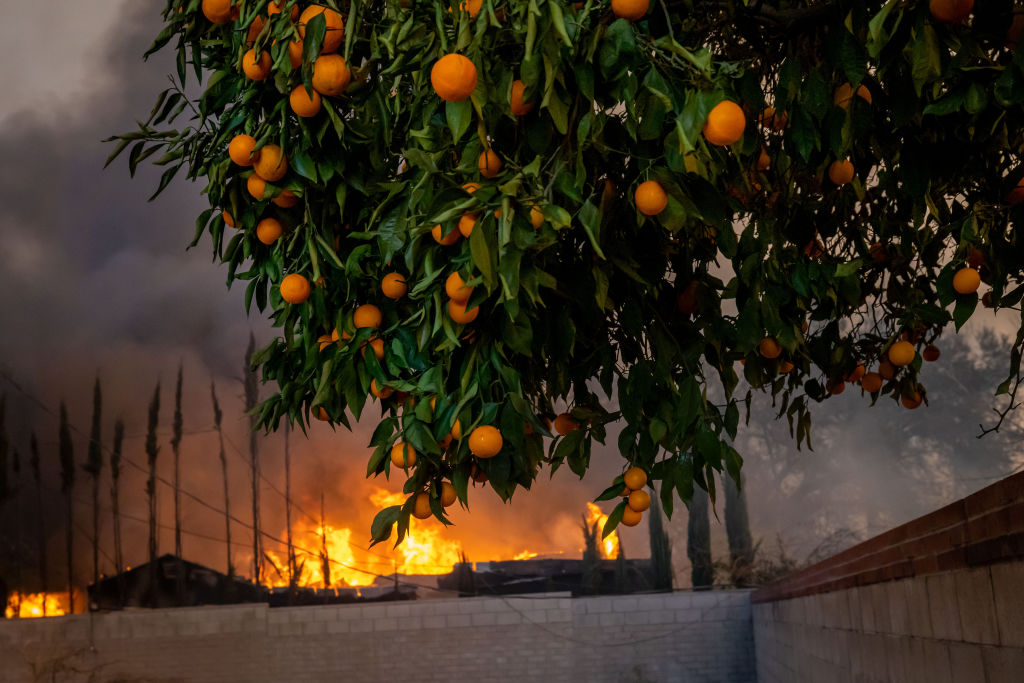 Fire rages behind an orange tree during the Eaton Fire in Altadena, Calif., on Wed., Jan. 8, 2025.