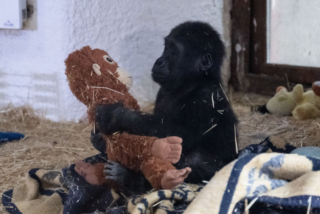 The endangered baby gorilla, found by Turkish Ministry of Trade Customs Enforcement teams at Istanbul Airport, plays with toys in Istanbul, Turkey on January 12, 2025.