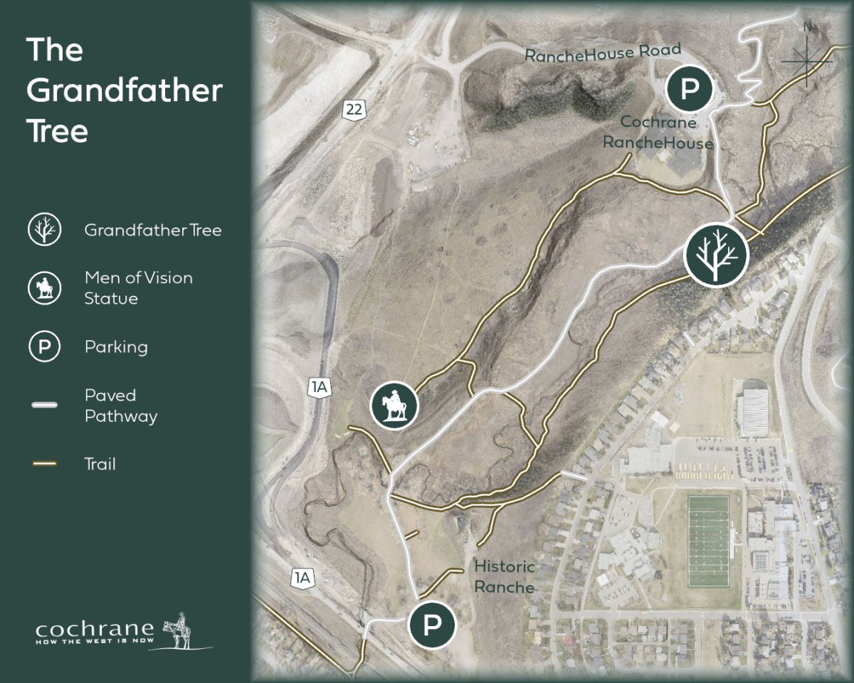 'The Grandfather Tree' was a much-beloved feature of Cochrane's natural landscape, located near the historic Cochrane Ranche House.