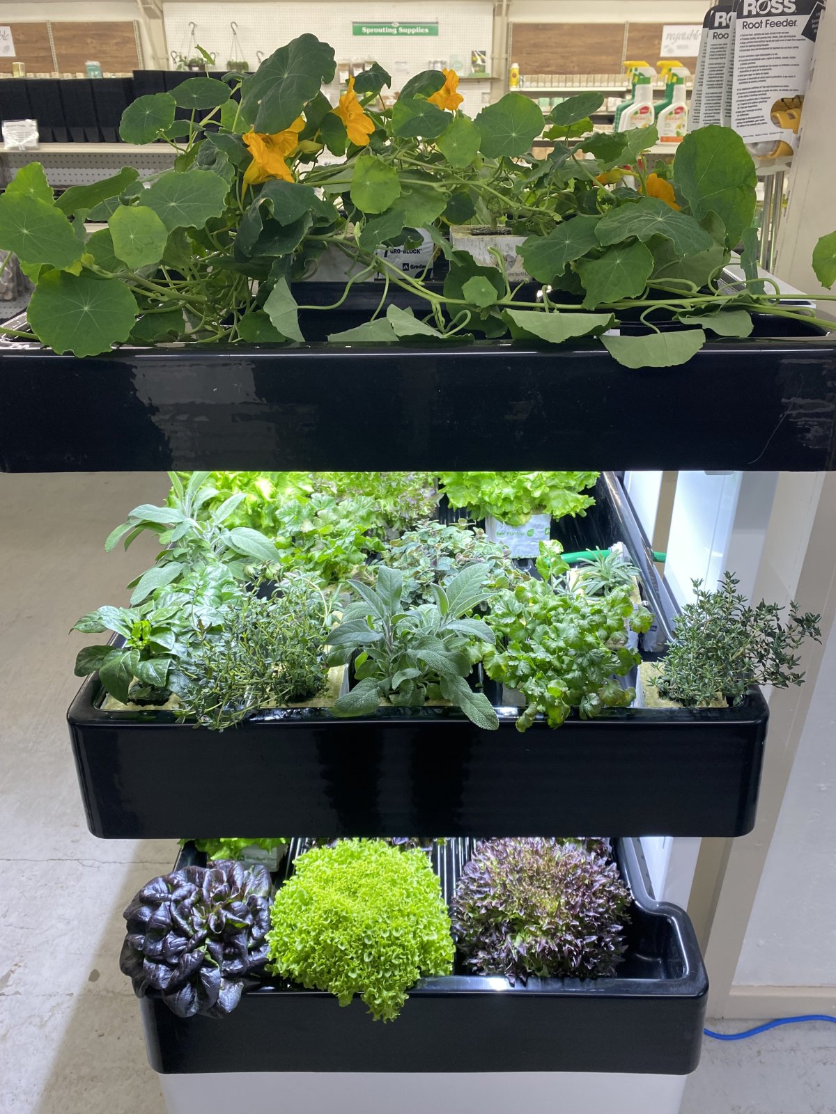 Several varieties of lettuce, herbs peppers and mini pumpkin grow in an indoor mini garden.