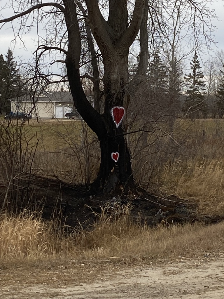 The tree Colton Letkeman crashed into.