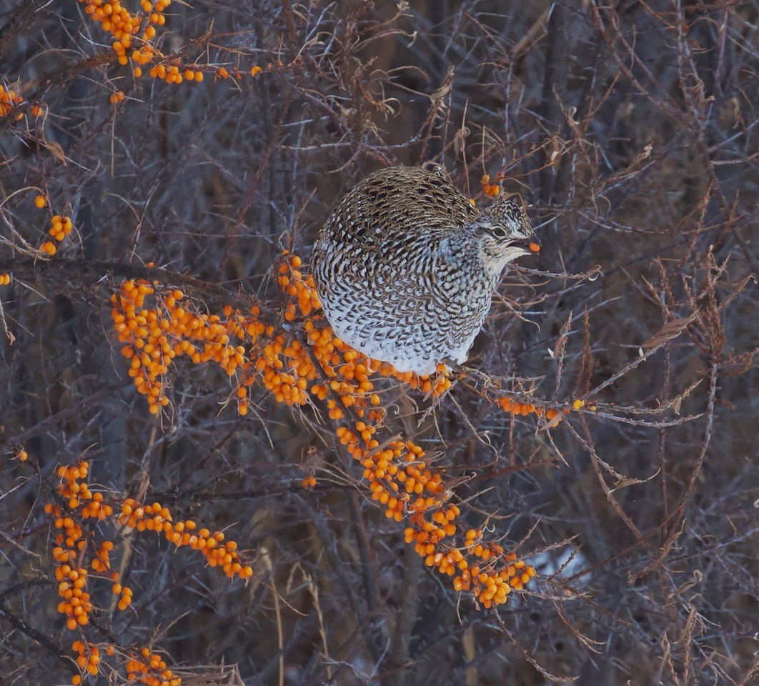 The Your Saskatchewan photo of the day for January 13 was taken by Brian Ivany of a Sharp-Tailed Grouse in Swift Current.