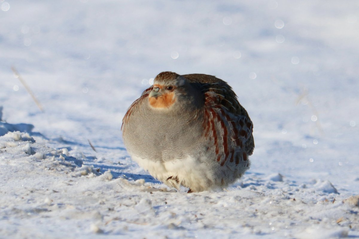 The Your Saskatchewan photo of the day for January 26 was taken by Carly Schmidt in Saskatoon.