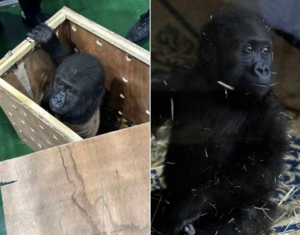 Baby gorilla recovering after rescue from cargo hold of plane in Turkey