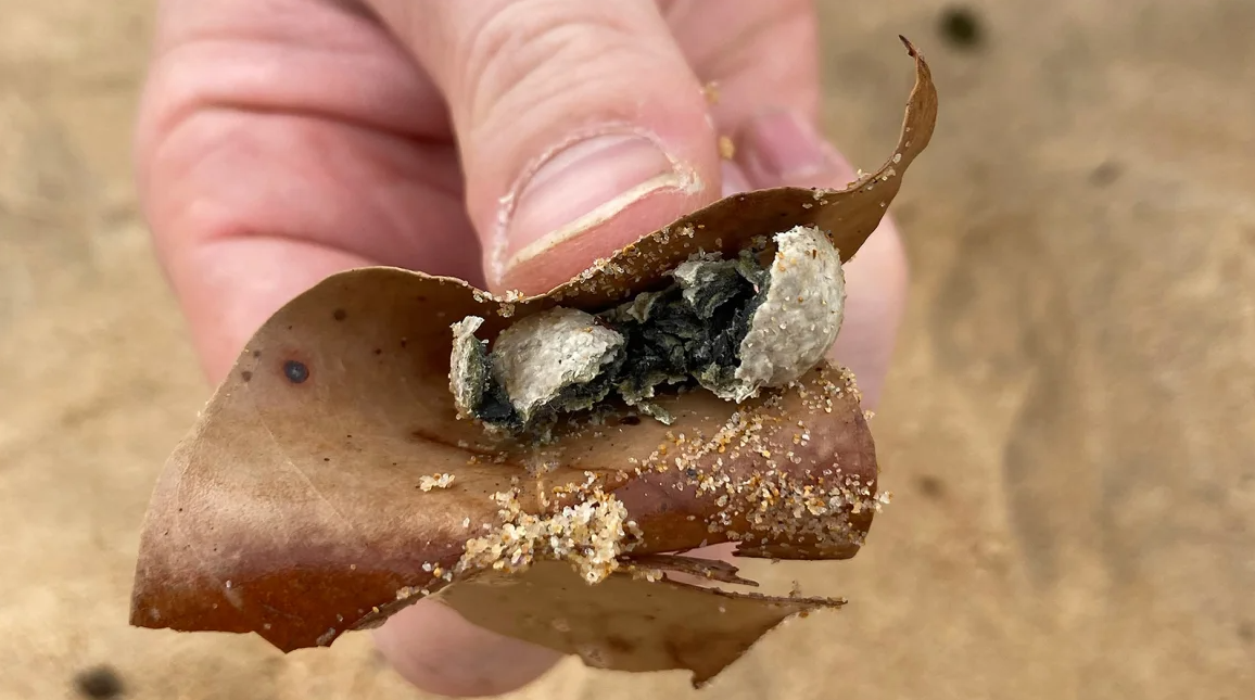 Last October, several beaches, including the iconic Bondi east of downtown Sydney, were shut after thousands of black balls appeared on the shores.