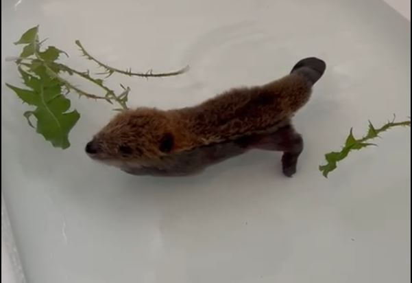 Staff at the AIWC say watching the baby beaver grow and experience events like her first swim or chewing her first stick has been very exciting and gratifying.