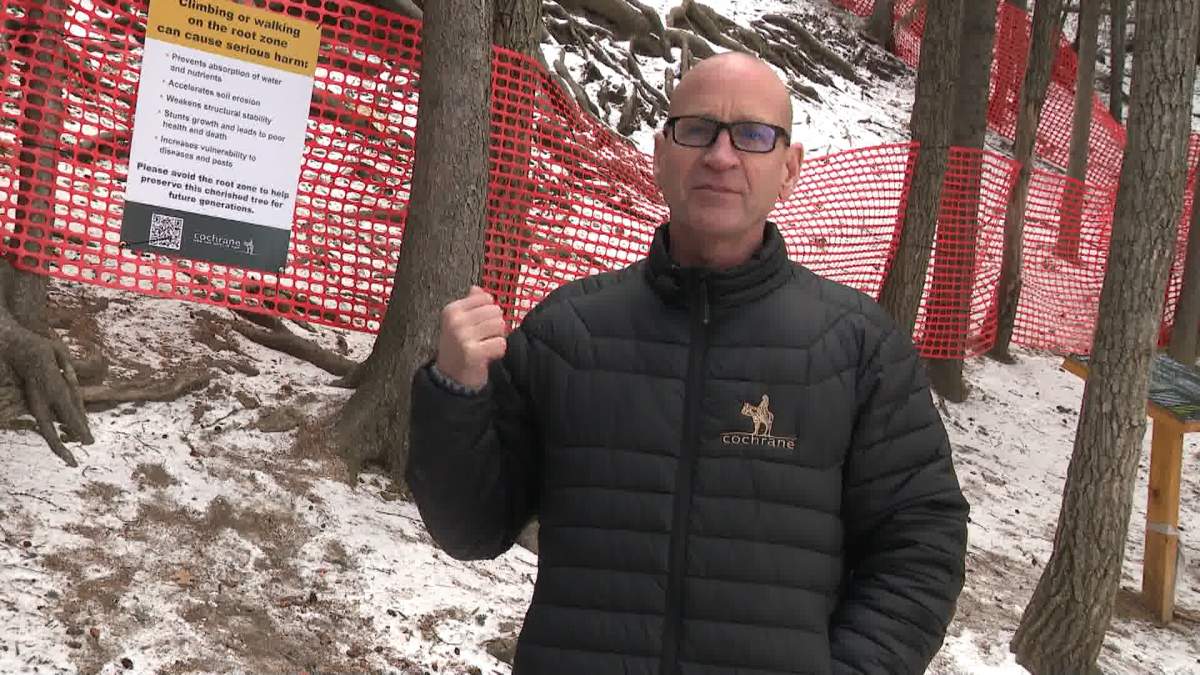 The Mayor of Cochrane, Jeff Genung, says there has been an outpouring of support from people sharing their stories of the beloved 'Grandfather Tree' ever since it was discovered the tree was destroyed in Thursday's windstorm.