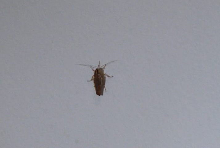 AHS says cockroaches, like this one seen climbing the wall of a downtown Calgary apartment, can carry harmful bacteria like salmonella, that can contaminate food sources or the air that people breathe.