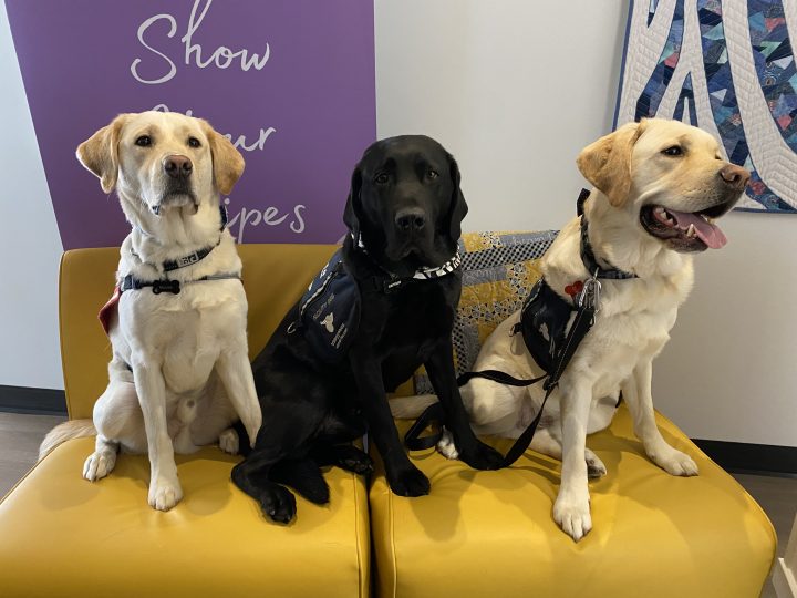 Facility dogs Moose, Captain and Zeppelin at the Zebra Centre.