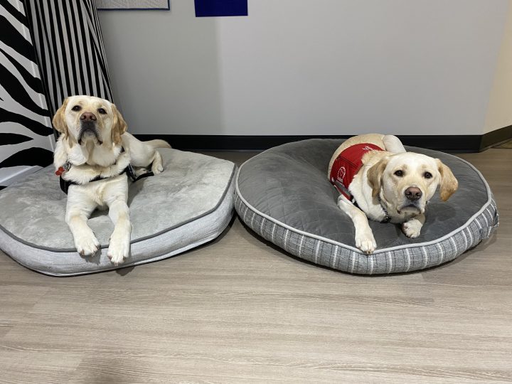 Facility dogs Zeppelin and Moose at the Zebra Centre