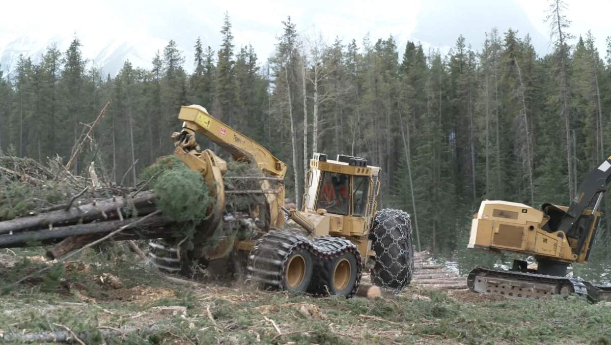 Construction of the fire guard will include the harvest of 200 hectares of mature forest and another 116 hectares will be thinned out.