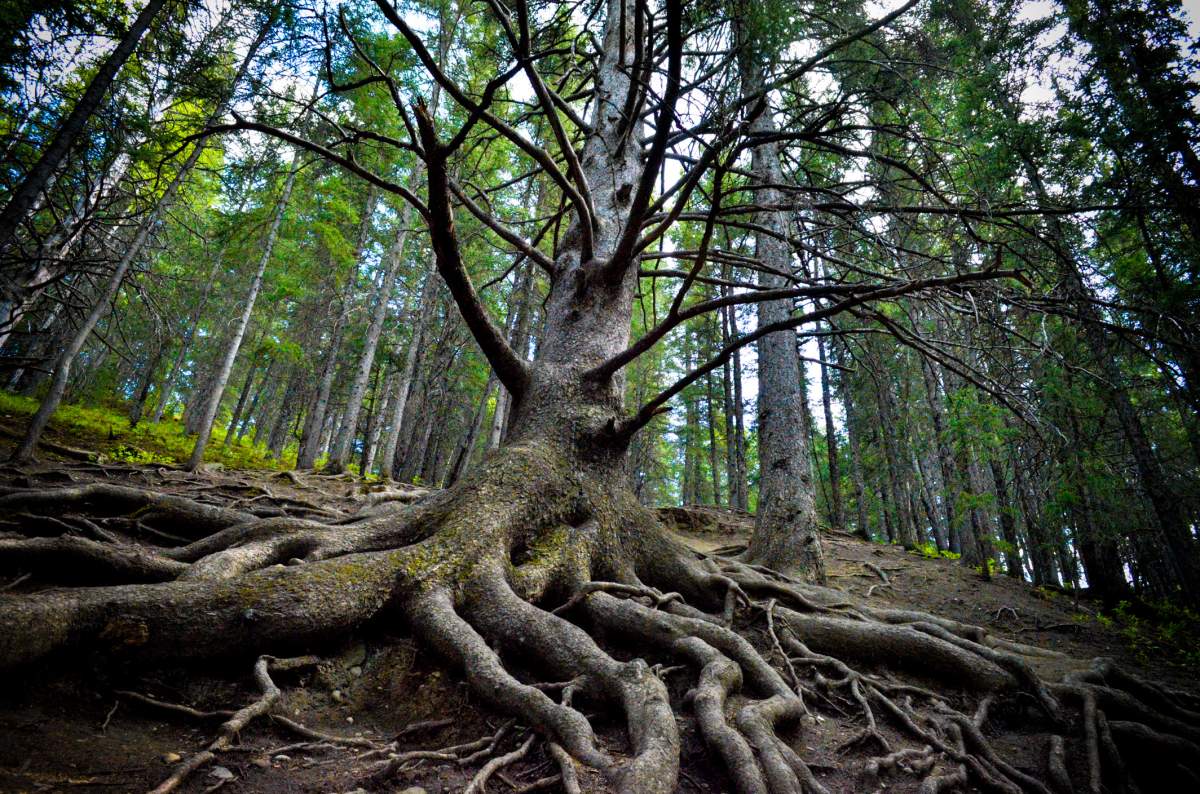 Cochrane's 'Grandfather Tree' was a 300 year old white spruce, famous for it's massive root system, much of it growing above ground.