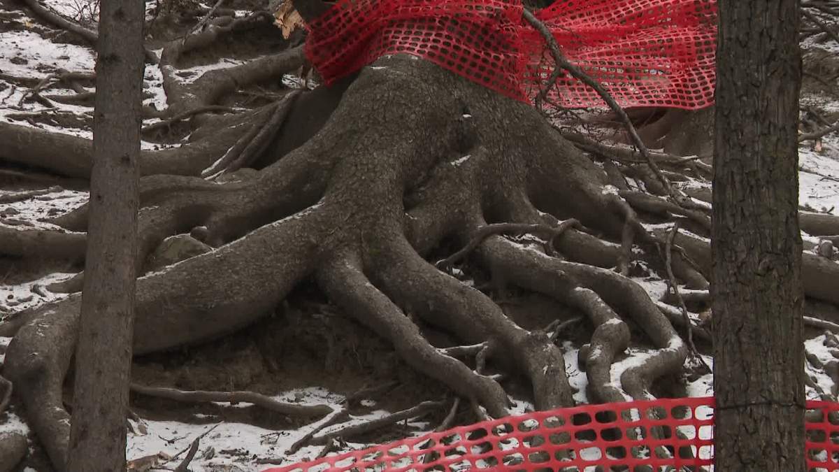 The town of Cochrane says genetic material from the 'Grandfather Tree' will be collected by propagation specialists in hopes of growing a new tree.