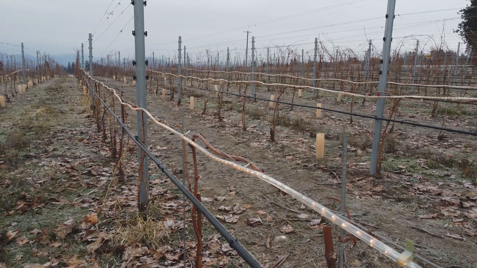 West Kelowna, B.C. winery testing out infrared technology on its vineyard